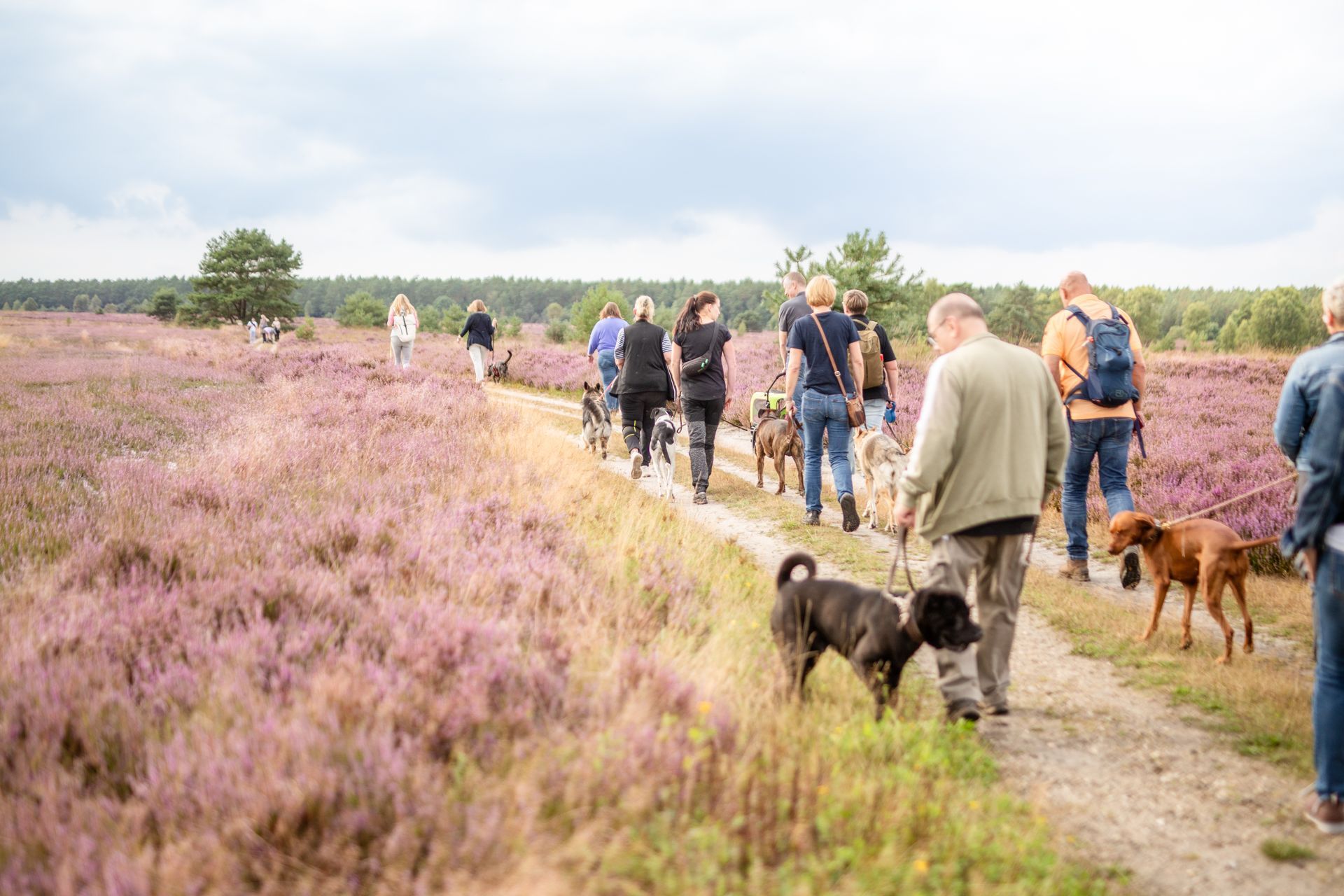 Social Walk der Hunderepublik – Aufnahme 3
