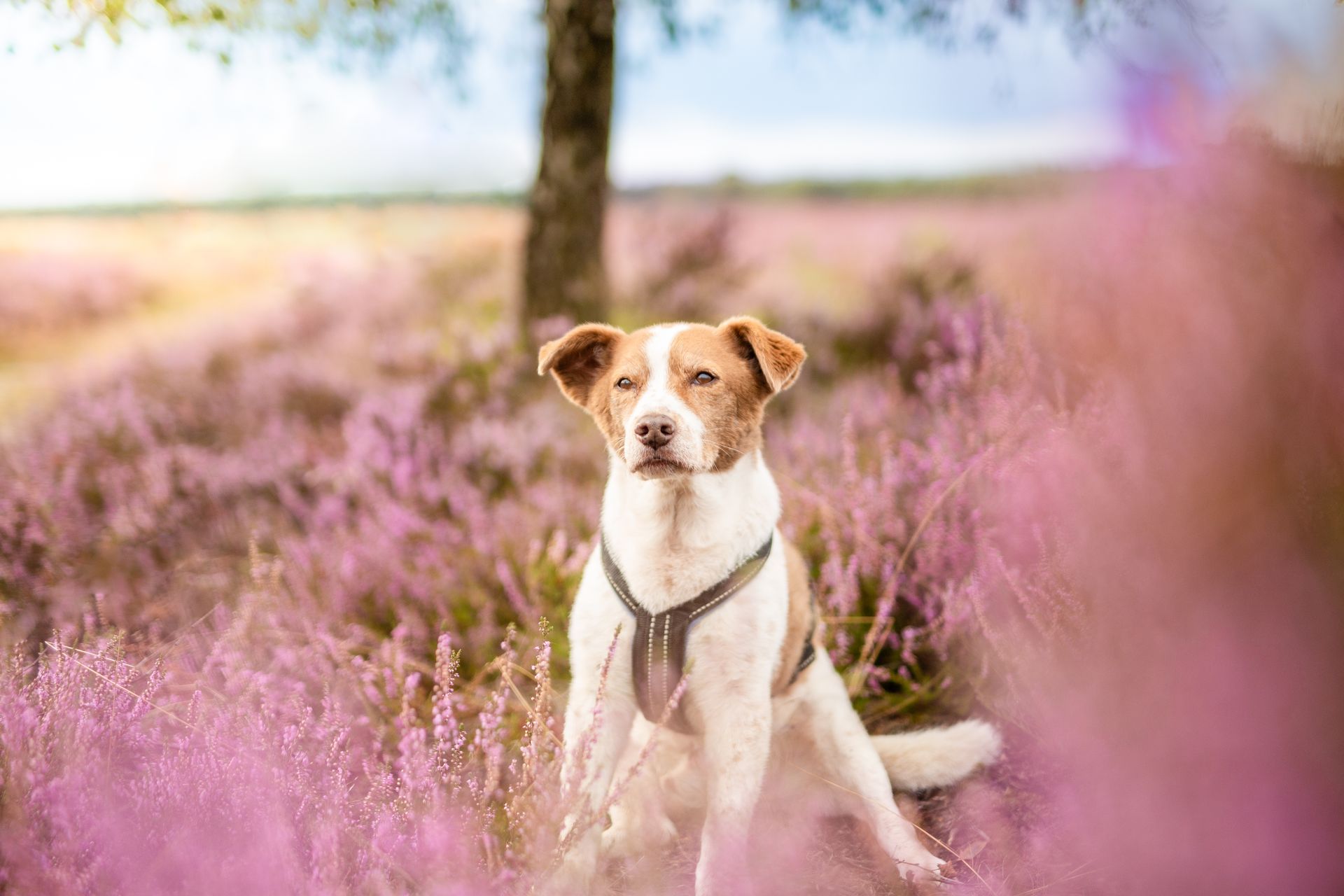 Social Walk der Hunderepublik – Aufnahme 4