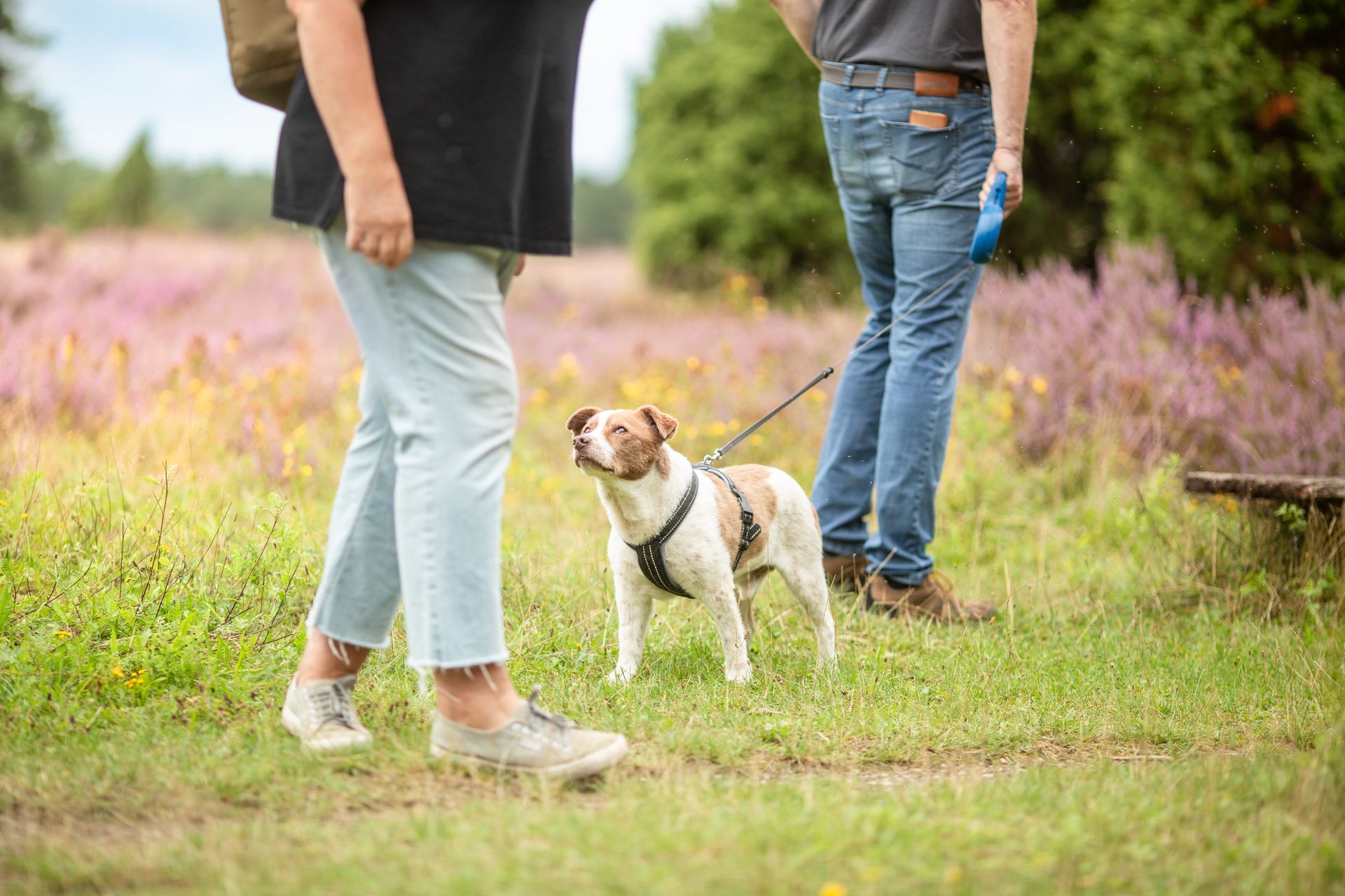 Social Walk der Hunderepublik – Aufnahme 5