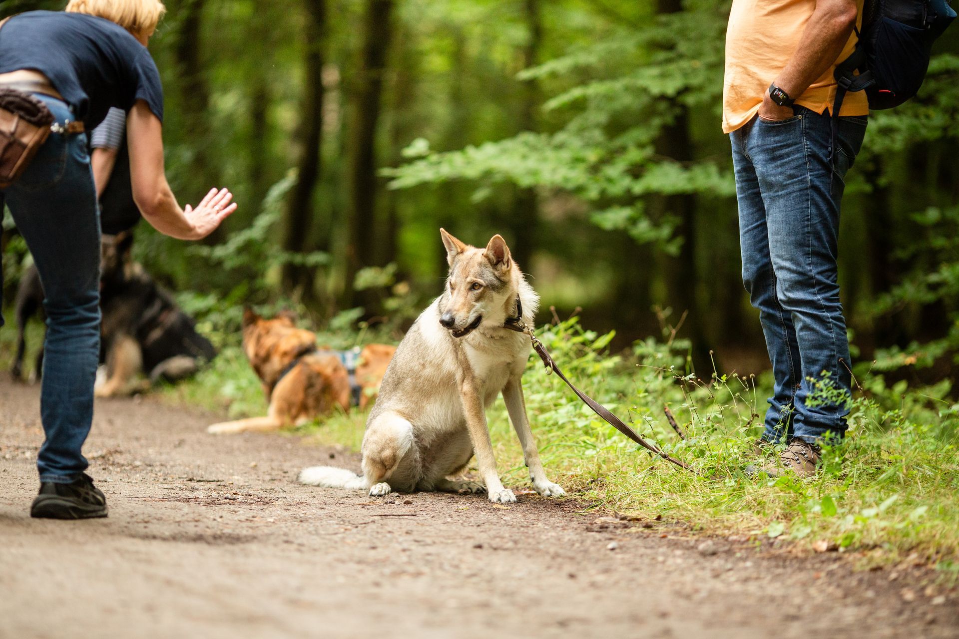 Social Walk der Hunderepublik – Aufnahme 8