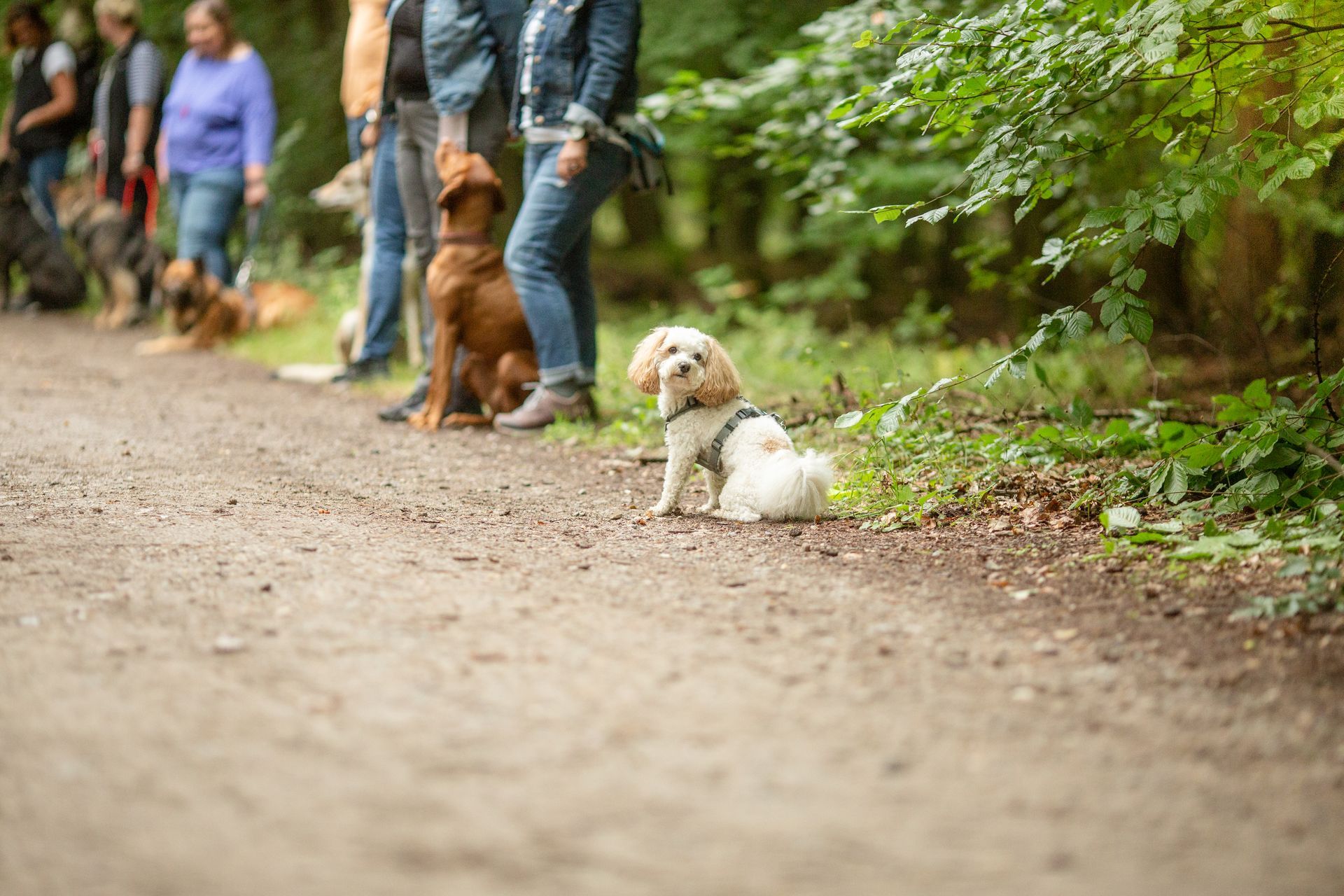 Social Walk der Hunderepublik – Aufnahme 9